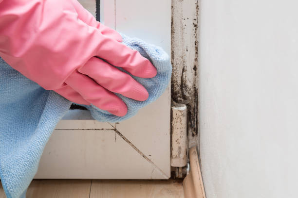 Why You Should Choose Our Mold Remediation Services in Jemez Pueblo, NM